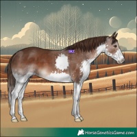 Horse Color:Liver Chestnut Splash 