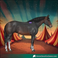 Horse Color:Brown Sabino Rabicano 