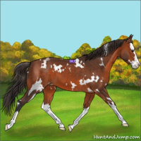 Horse Color:White Spotted Bay Splash Appaloosa 