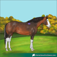Horse Color:Bay Splash 