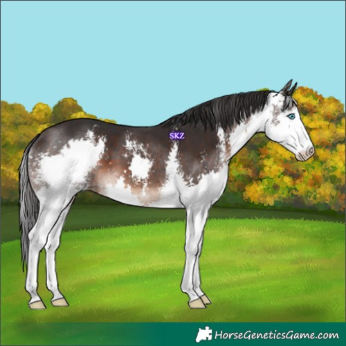 Horse Color:Brown Sabino Splash 