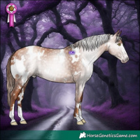 Horse Color:Gray White Spotted Gold Champagne