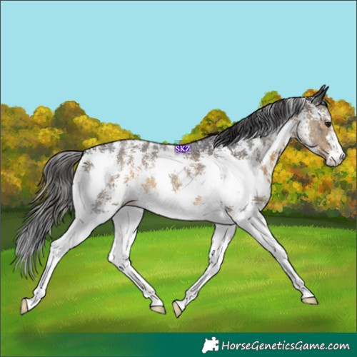 Horse Color:Buckskin Sabino 