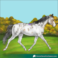 Horse Color:Buckskin Sabino 
