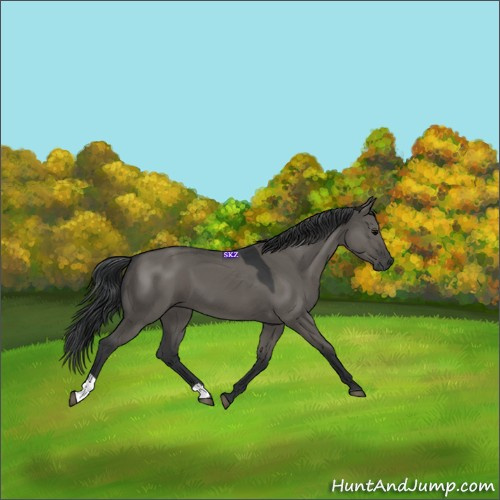 Horse Color:Grullo