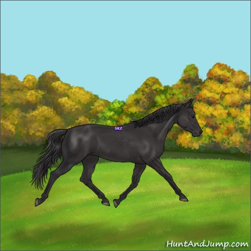Horse Color:Smoky Black 