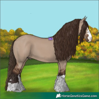 Horse Color:Liver Red Dun 