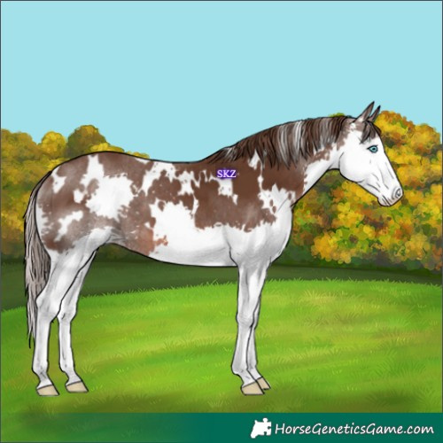 Horse Color:White Spotted Liver Chestnut Splash