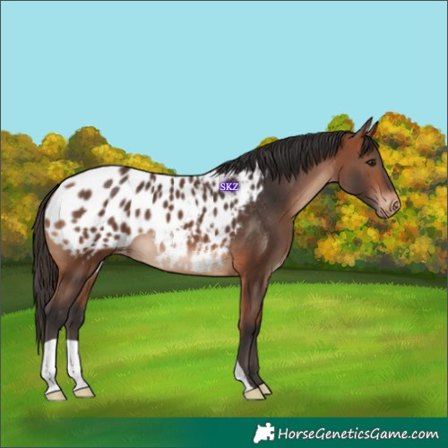 Horse Color:Bay Appaloosa