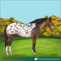 Horse Color:Bay Appaloosa 