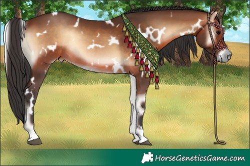 Horse Color:White Spotted Brown Onyx Rabicano