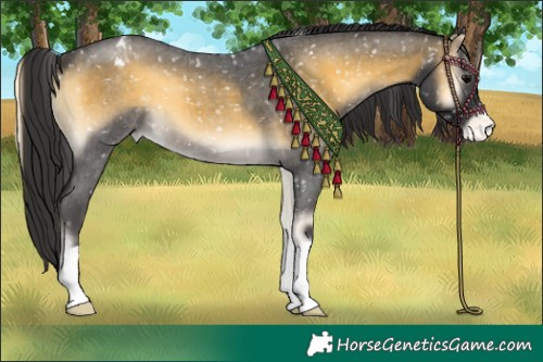 Horse Color:Buckskin Roan Onyx Blanket 