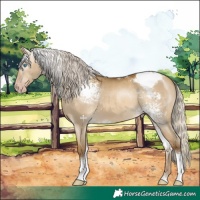 Horse Color:Gray White Spotted Silver Sable Cream Champagne Dun Tobiano Appaloosa Rabicano 