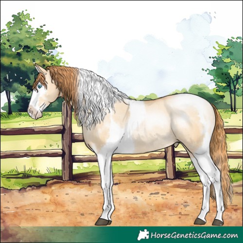 Horse Color:Buckskin Pearl Dun Splash Tobiano Rabicano 