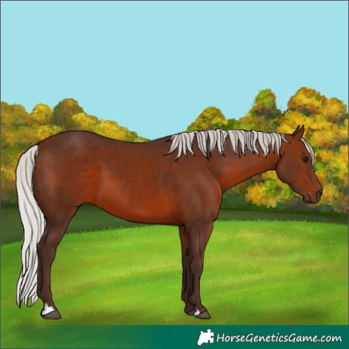 Horse Color:Silver Bay 