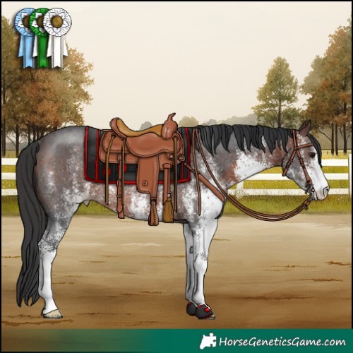 Horse Color:White Spotted Brown Rabicano 