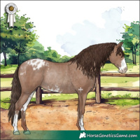 Horse Color:Classic Champagne Sabino Appaloosa Rabicano