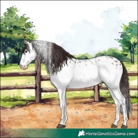 Horse Color:White Spotted Brown Dun Appaloosa Rabicano 