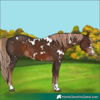 Horse Color:White Spotted Liver Chestnut 