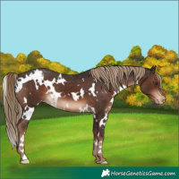Horse Color:White Spotted Liver Chestnut Varnish 