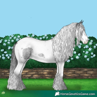 Horse Color:Blue Roan Splash Tobiano