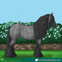 Horse Color:Blue Roan 