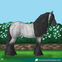 Horse Color:Blue Roan 