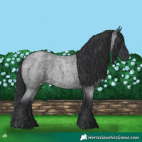 Horse Color:Blue Roan 