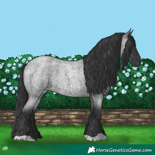 Horse Color:Blue Roan