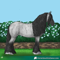 Horse Color:Blue Roan 
