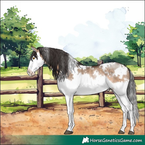 Horse Color:White Spotted Brown Dun Splash Rabicano 