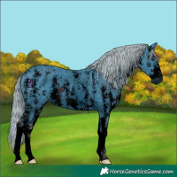 Horse Color:ERROR: UNKNOWN ANOMALY