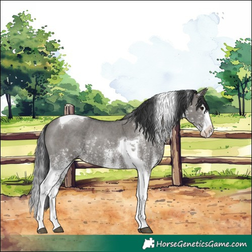 Horse Color:White Spotted Grullo Splash Tobiano Rabicano 