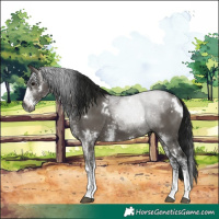 Horse Color:Gray White Spotted Grullo Rabicano 