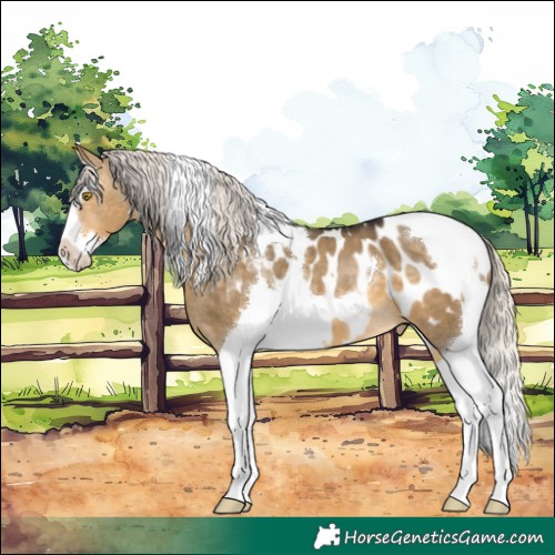 Horse Color:Silver Buckskin Dun Splash Tobiano Appaloosa 