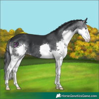 Horse Color:Black Chinchilla Splash 
