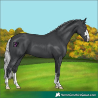 Horse Color:Silver Black Chinchilla 