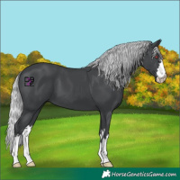 Horse Color:Silver Black Chinchilla 