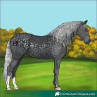 Horse Color:Silver Black Chinchilla 