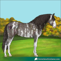 Horse Color:Midnight Bay Ice Sabino Rabicano