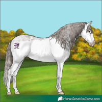 Horse Color:Grullo Ice Sabino Splash Frame Appaloosa 