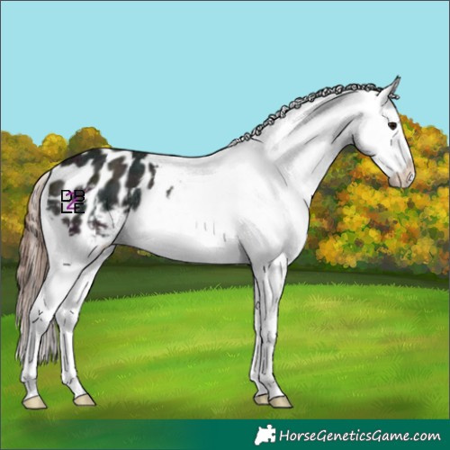 Horse Color:Midnight Grullo Ice Varnish Rabicano 