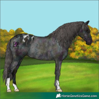 Horse Color:Midnight Grullo Ice Appaloosa Rabicano 
