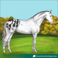 Horse Color:Midnight Grullo Ice Varnish Rabicano 