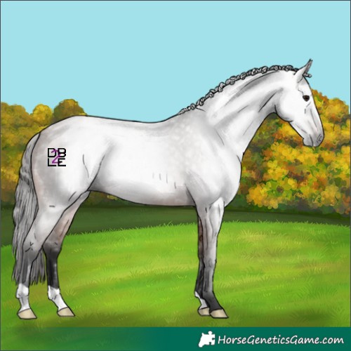 Horse Color:Gray Bay Roan 