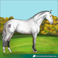 Horse Color:Gray Bay Roan 