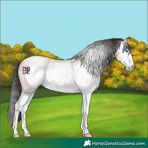 Horse Color:Gray Amber Champagne Roan Splash Frame Rabicano 