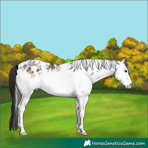 Horse Color:White Spotted Brown Dun Appaloosa 