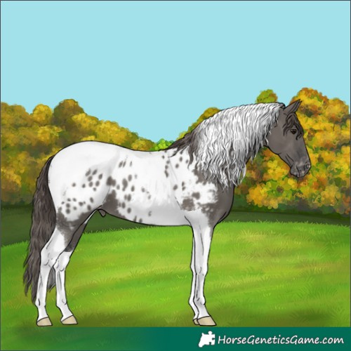 Horse Color:Grullo Tobiano Appaloosa 