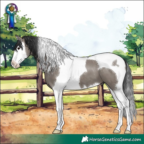 Horse Color:Grullo Splash Tobiano 